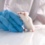 Lab rat in research study setting for BPC-157 side effect analysis