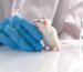 Lab rat in research study setting for BPC-157 side effect analysis