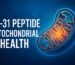 Illustration of SS-31 peptide supporting mitochondrial health with ATP symbols